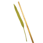Felt Long Leaf