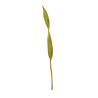 Felt Long Leaf