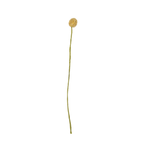 Beaded Craspedia Accent Stem