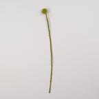 Felt Craspedia Stem