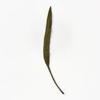 Felt Long Leaf