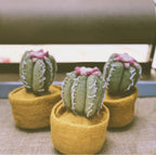 Felt Cactus Pots